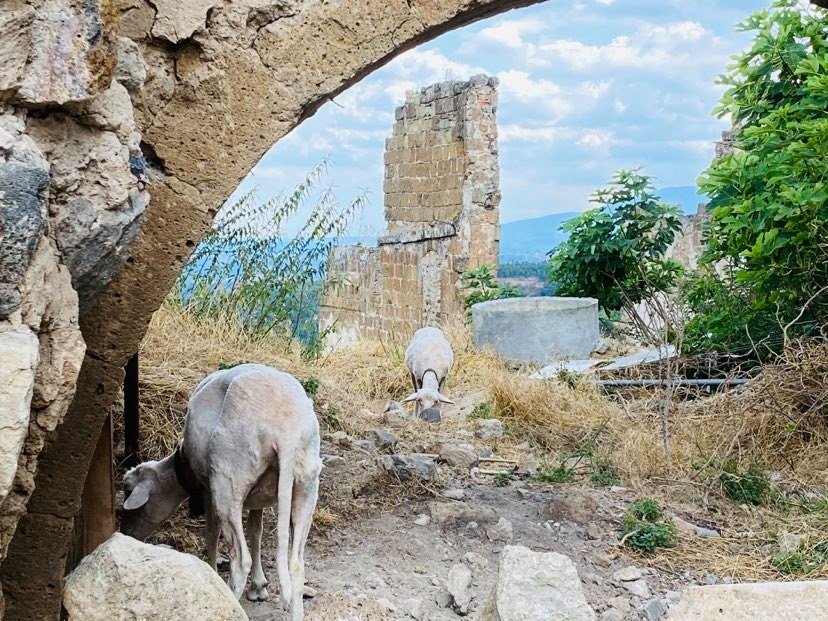 Celleno schapen - Volg de Rode Schoentjes in Celleno