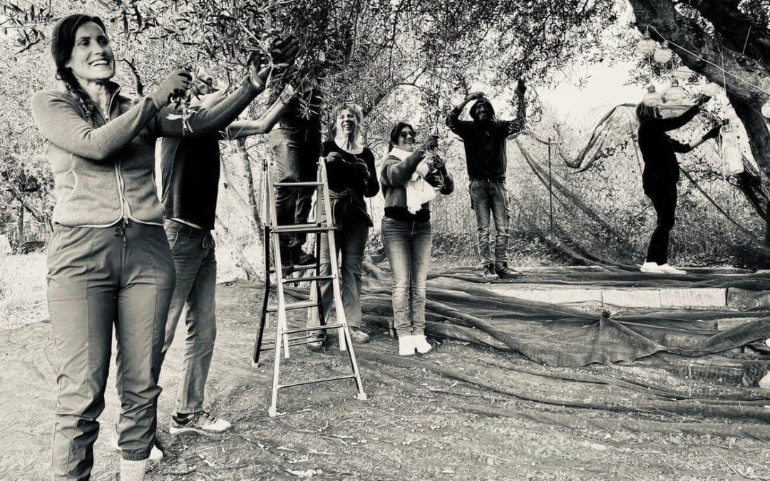 Olijvenplukken in Italië