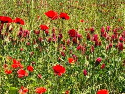 Wandelcoaching Italië 7 - Wandelcoaching Italië
